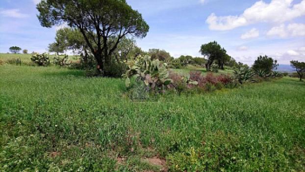 Terreno en Venta en Colonia Santo Tomas, Municipio de Zempoala, Hidalgo.