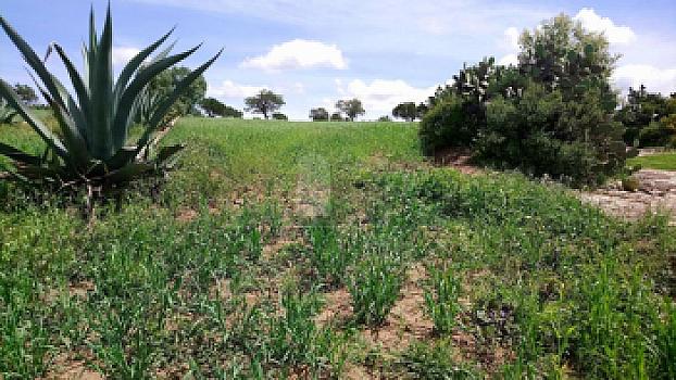 Terreno en Venta en Colonia Santo Tomas, Municipio de Zempoala, Hidalgo.