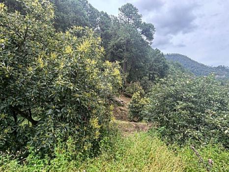 OCHO HECTAREAS DE TERRENO CON ARBOLES DE AGUACATE PRODUCIENDO