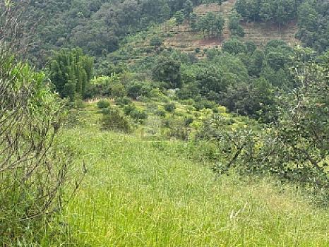 OCHO HECTAREAS DE TERRENO CON ARBOLES DE AGUACATE PRODUCIENDO