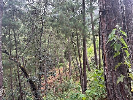 OCHO HECTAREAS DE TERRENO CON ARBOLES DE AGUACATE PRODUCIENDO