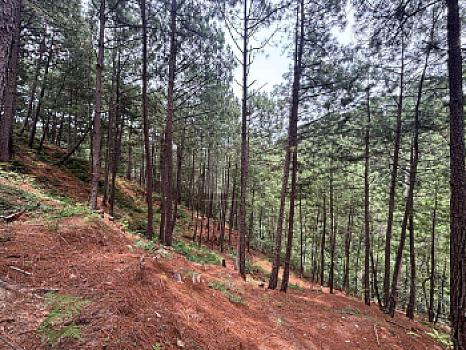 OCHO HECTAREAS DE TERRENO CON ARBOLES DE AGUACATE PRODUCIENDO