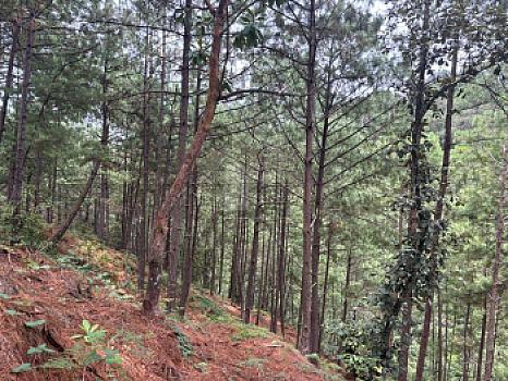 OCHO HECTAREAS DE TERRENO CON ARBOLES DE AGUACATE PRODUCIENDO