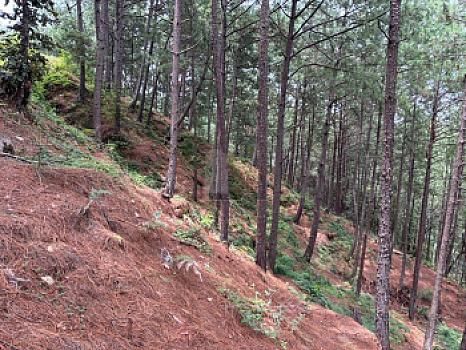 OCHO HECTAREAS DE TERRENO CON ARBOLES DE AGUACATE PRODUCIENDO