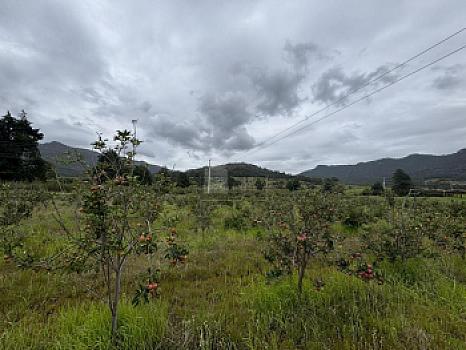 Terreno agrícola en sale en Tecomalucan, Tlaxco, Tlaxcala