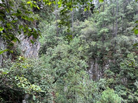 OCHO HECTAREAS DE TERRENO CON ARBOLES DE AGUACATE PRODUCIENDO