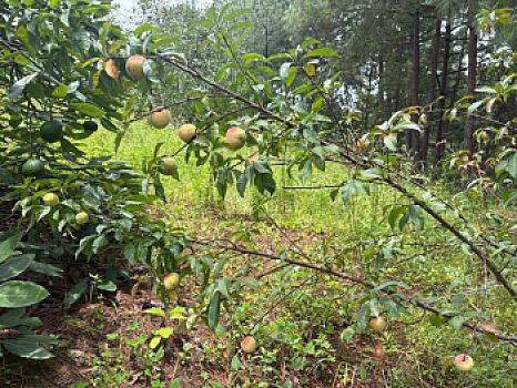OCHO HECTAREAS DE TERRENO CON ARBOLES DE AGUACATE PRODUCIENDO