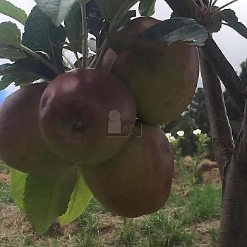Terreno agrícola en sale en Tecomalucan, Tlaxco, Tlaxcala