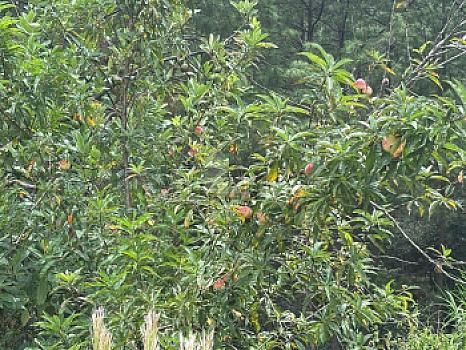 OCHO HECTAREAS DE TERRENO CON ARBOLES DE AGUACATE PRODUCIENDO