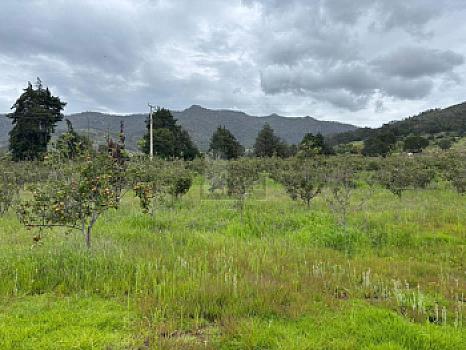 Terreno agrícola en sale en Tecomalucan, Tlaxco, Tlaxcala