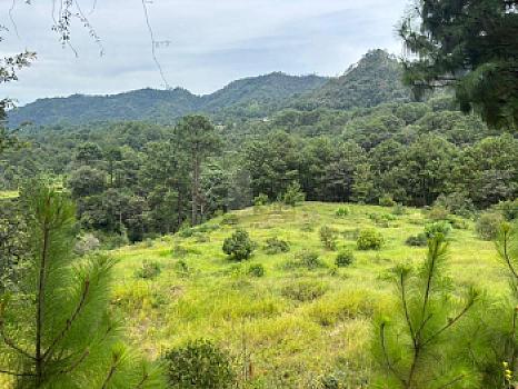 OCHO HECTAREAS DE TERRENO CON ARBOLES DE AGUACATE PRODUCIENDO