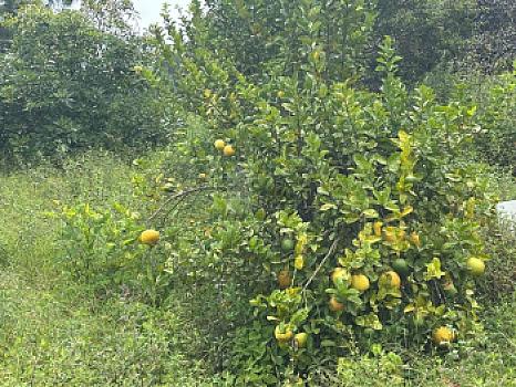 OCHO HECTAREAS DE TERRENO CON ARBOLES DE AGUACATE PRODUCIENDO