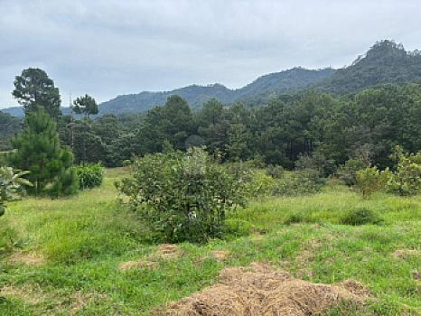 OCHO HECTAREAS DE TERRENO CON ARBOLES DE AGUACATE PRODUCIENDO