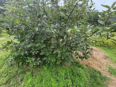 OCHO HECTAREAS DE TERRENO CON ARBOLES DE AGUACATE PRODUCIENDO