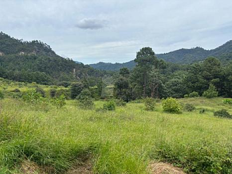 OCHO HECTAREAS DE TERRENO CON ARBOLES DE AGUACATE PRODUCIENDO