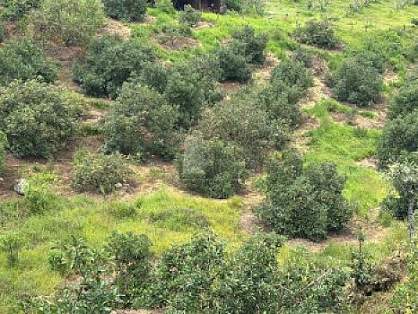 OCHO HECTAREAS DE TERRENO CON ARBOLES DE AGUACATE PRODUCIENDO