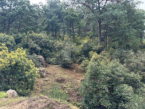 OCHO HECTAREAS DE TERRENO CON ARBOLES DE AGUACATE PRODUCIENDO