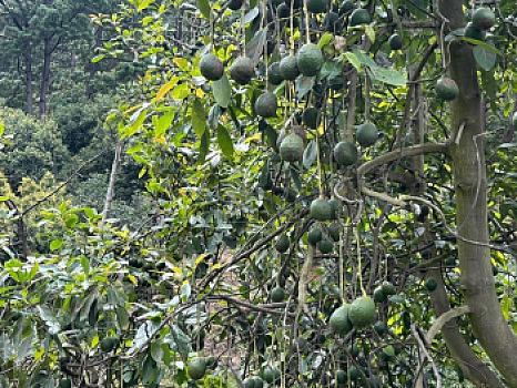OCHO HECTAREAS DE TERRENO CON ARBOLES DE AGUACATE PRODUCIENDO