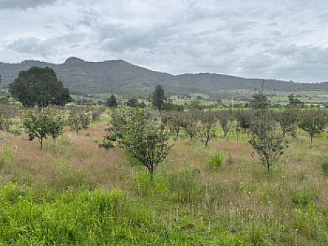 Terreno agrícola en sale en Tecomalucan, Tlaxco, Tlaxcala