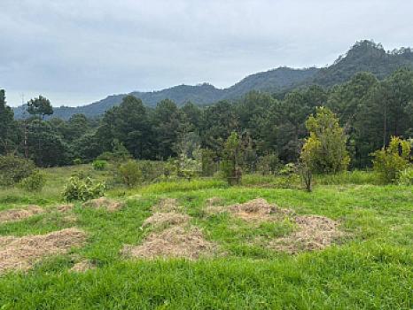 OCHO HECTAREAS DE TERRENO CON ARBOLES DE AGUACATE PRODUCIENDO