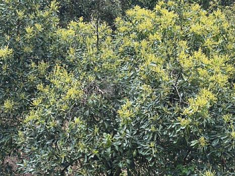 OCHO HECTAREAS DE TERRENO CON ARBOLES DE AGUACATE PRODUCIENDO