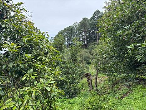 OCHO HECTAREAS DE TERRENO CON ARBOLES DE AGUACATE PRODUCIENDO