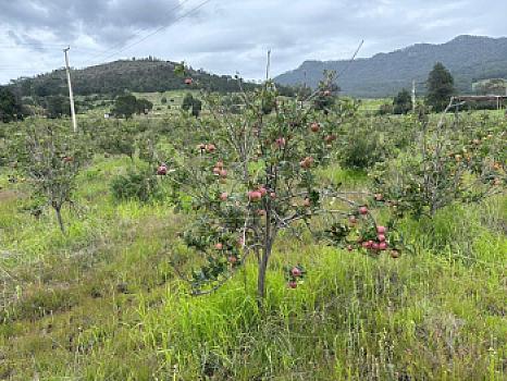 Terreno agrícola en sale en Tecomalucan, Tlaxco, Tlaxcala