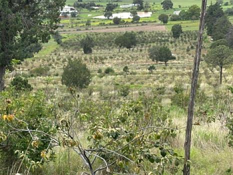 Terreno agrícola en sale en Tecomalucan, Tlaxco, Tlaxcala