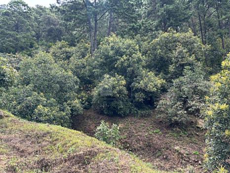 OCHO HECTAREAS DE TERRENO CON ARBOLES DE AGUACATE PRODUCIENDO