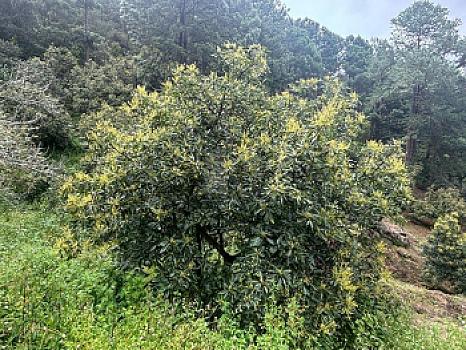 OCHO HECTAREAS DE TERRENO CON ARBOLES DE AGUACATE PRODUCIENDO