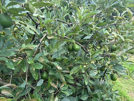 OCHO HECTAREAS DE TERRENO CON ARBOLES DE AGUACATE PRODUCIENDO