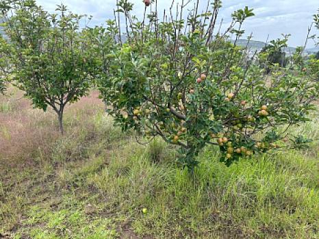 Terreno agrícola en sale en Tecomalucan, Tlaxco, Tlaxcala