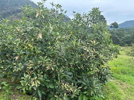OCHO HECTAREAS DE TERRENO CON ARBOLES DE AGUACATE PRODUCIENDO