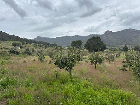 Terreno agrícola en sale en Tecomalucan, Tlaxco, Tlaxcala