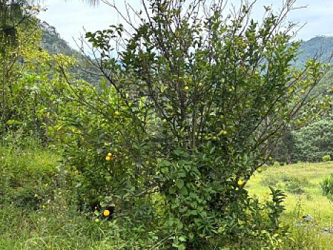 OCHO HECTAREAS DE TERRENO CON ARBOLES DE AGUACATE PRODUCIENDO