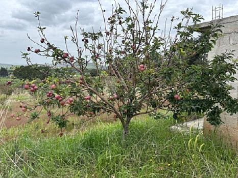 Terreno agrícola en sale en Tecomalucan, Tlaxco, Tlaxcala