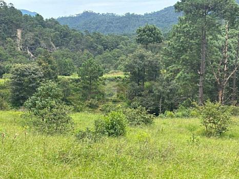 OCHO HECTAREAS DE TERRENO CON ARBOLES DE AGUACATE PRODUCIENDO