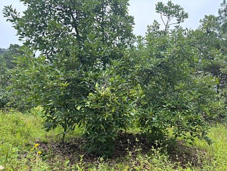 OCHO HECTAREAS DE TERRENO CON ARBOLES DE AGUACATE PRODUCIENDO