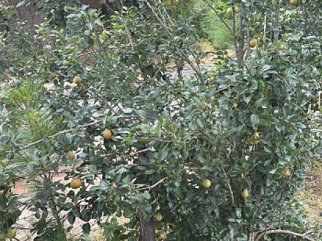 OCHO HECTAREAS DE TERRENO CON ARBOLES DE AGUACATE PRODUCIENDO