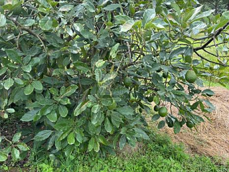 OCHO HECTAREAS DE TERRENO CON ARBOLES DE AGUACATE PRODUCIENDO