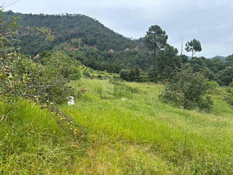 OCHO HECTAREAS DE TERRENO CON ARBOLES DE AGUACATE PRODUCIENDO