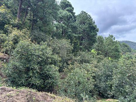 OCHO HECTAREAS DE TERRENO CON ARBOLES DE AGUACATE PRODUCIENDO