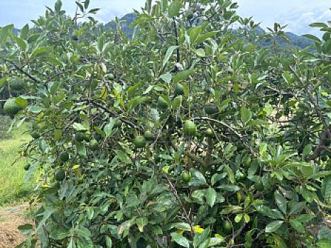 OCHO HECTAREAS DE TERRENO CON ARBOLES DE AGUACATE PRODUCIENDO