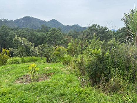 OCHO HECTAREAS DE TERRENO CON ARBOLES DE AGUACATE PRODUCIENDO