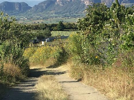 AGRICULTURAL AND ECOTOURISM LAND FOR RENT IN NEPOPUALCO MORELOS