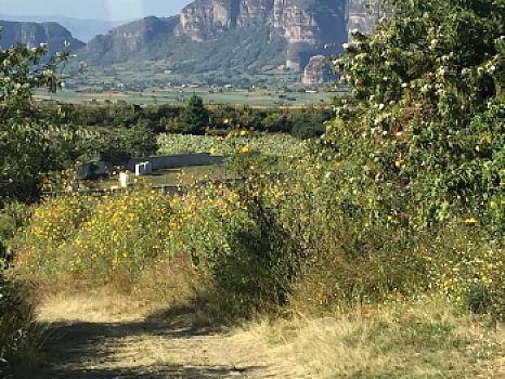 AGRICULTURAL AND ECOTOURISM LAND FOR RENT IN NEPOPUALCO MORELOS