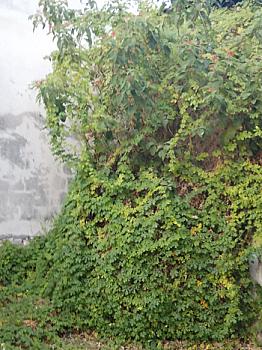 Casa ubicada en San Francisco, Campeche.