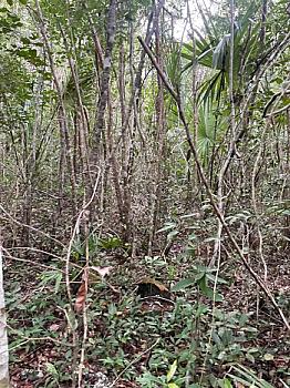 PAQUETE DE TERRENO EN RUTA DE LOS CENOTES EN KM6 - PUERTO MORELOS