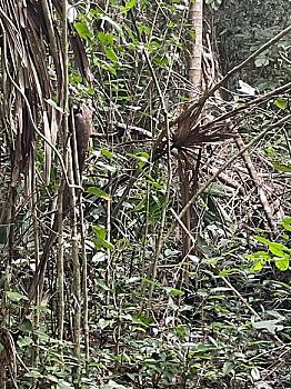 PAQUETE DE TERRENO EN RUTA DE LOS CENOTES EN KM6 - PUERTO MORELOS