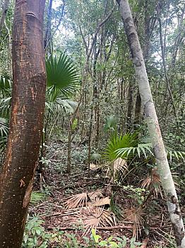 PAQUETE DE TERRENO EN RUTA DE LOS CENOTES EN KM6 - PUERTO MORELOS